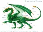 anatomy of a dragon